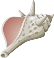 Seashell vector