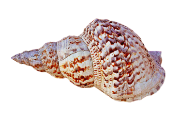 Shell of png mollusks