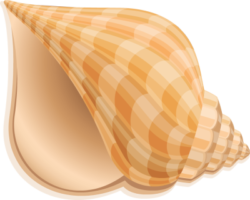 Seashell clipart