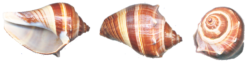 Sea Conch