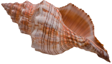 PNG Seashell