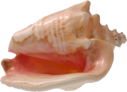 Conch Shell