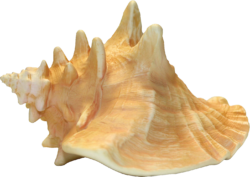 Conch Shell png