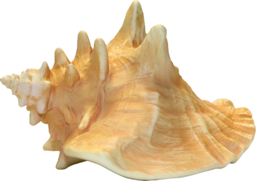 Conch Shell png