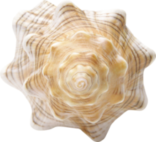 Interior shell