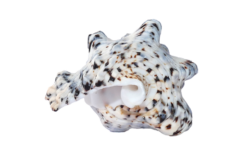 Shell, nature, sea