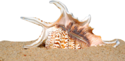 Beautiful shells