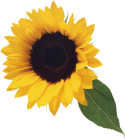 Sunflower clipart