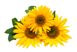 Sunflower flower