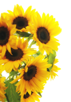 Sunflower flower, png