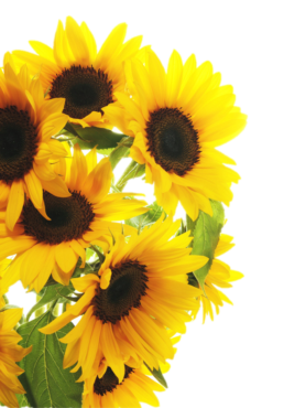 Sunflower flower, png