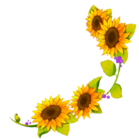 Sunflower, plant