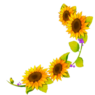 Sunflower, plant