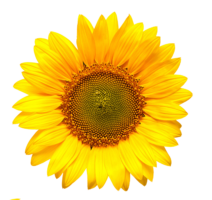 Sunflower Flower