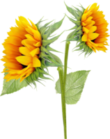 Sunflower flower, png