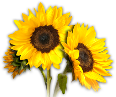 Decorative sunflower