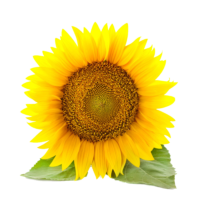 Yellow sunflower