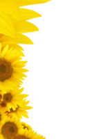 Background with sunflowers