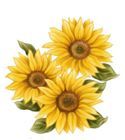 Drawing of a sunflower