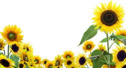 Field of sunflowers