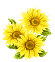 Beautiful sunflowers
