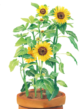 Sunflowers in a pot
