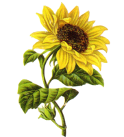 Sunflower pattern, png