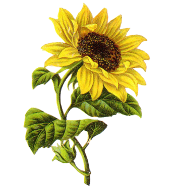 Sunflower pattern, png