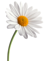 Daisies