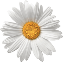 White chamomile