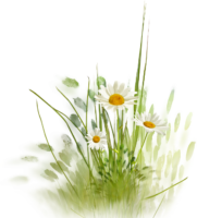 Field daisies