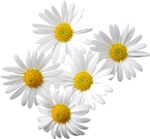 Daisies clipart