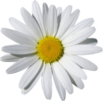 Chamomile, Png