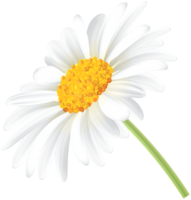 Chamomile ordinary
