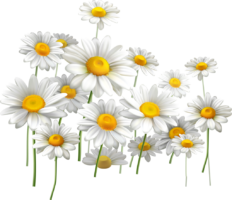Beautiful chamomile