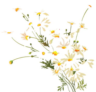 Bouquet of daisies for photoshop