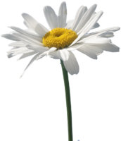 One daisy