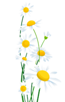 Daisies of png