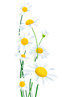 Daisies of png