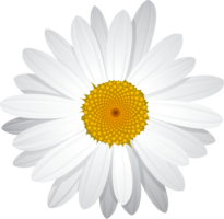 One daisy