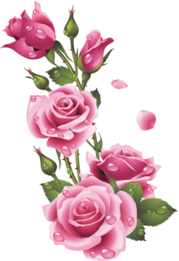 Roses on a transparent background