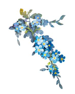 Flower forget-me-not png
