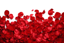 Rose petals