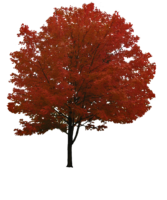 Maple, tree