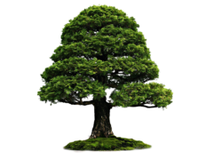 Big tree