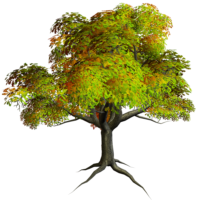 Autumn tree