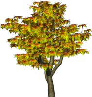 Autumn tree clipart