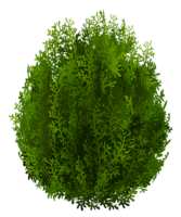 Cypress tree