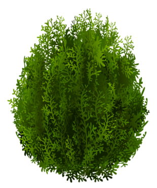 Cypress tree