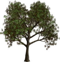 Crown Tree